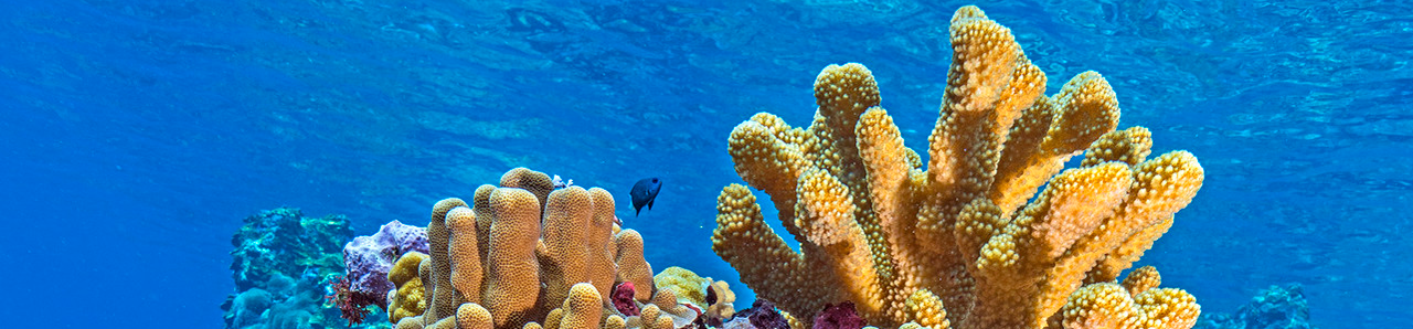 corals