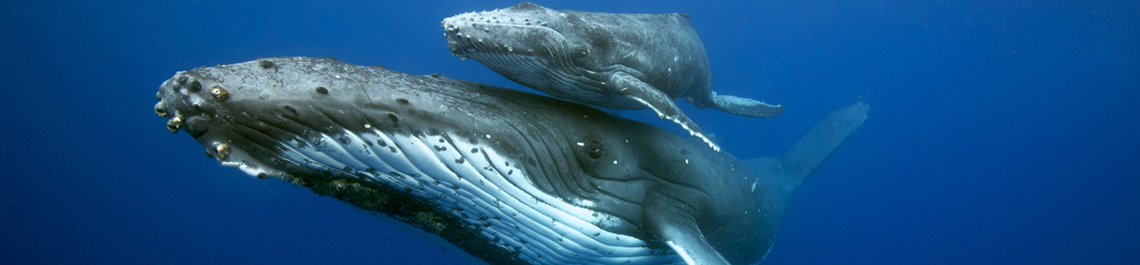 Whale Mother and Calf