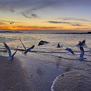 Hillsboro Beach Florida seaguls