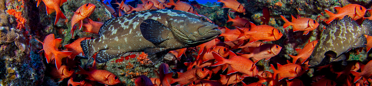 Red Fish in a Reef