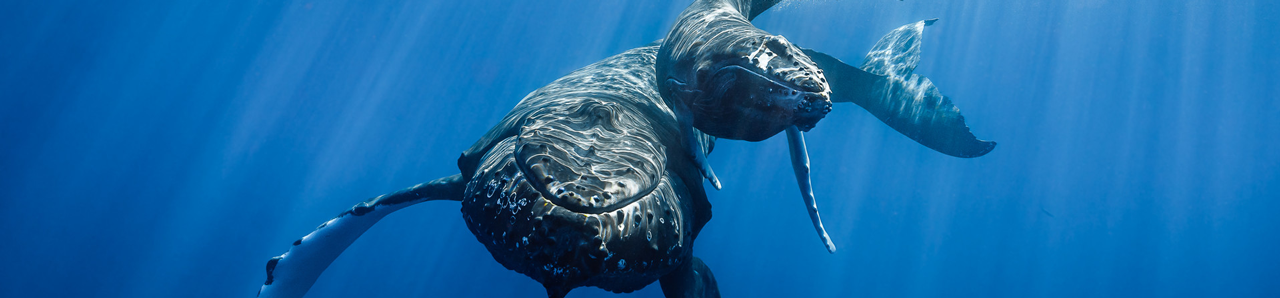 mother and child whales