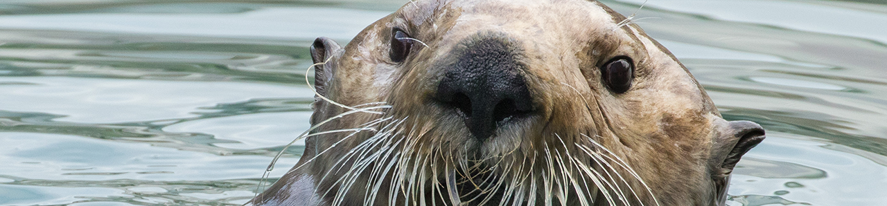sea otter